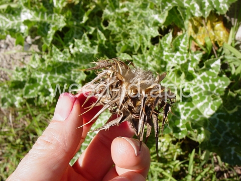 milkthistle, blessed